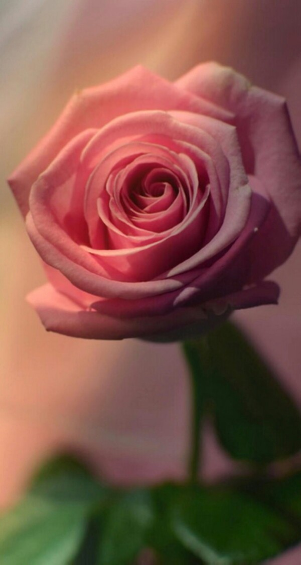 粉色玫瑰图片手机壁纸图片