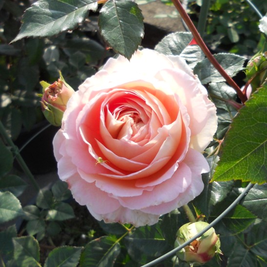 奥斯汀月季"亚伯拉罕达比"abraham darby 花色:杏黄色,着有粉色 花型