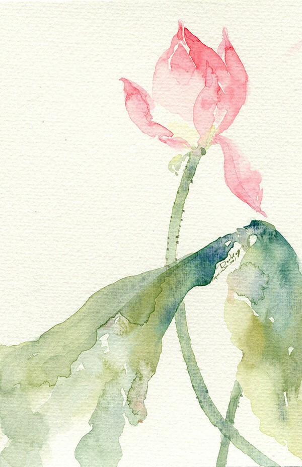 插画#水彩#荷