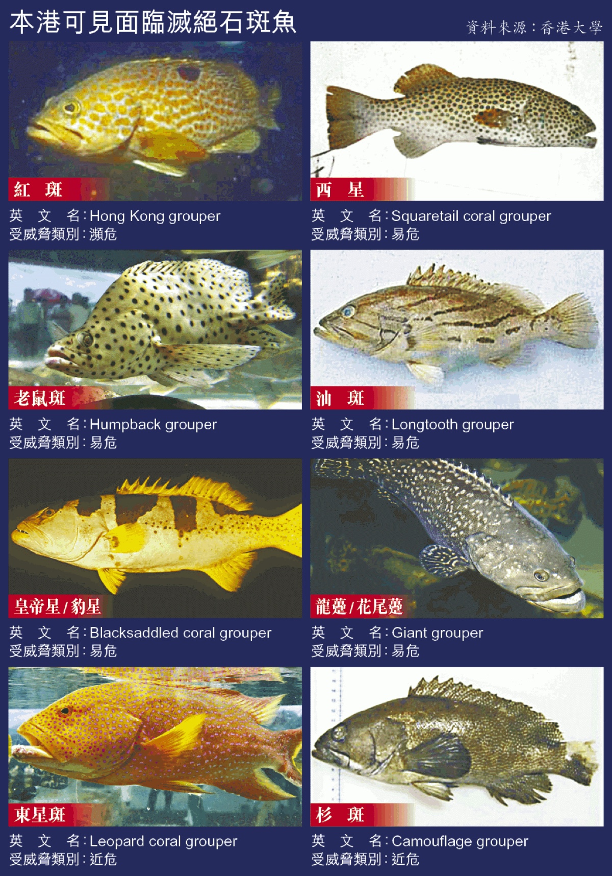 石斑鱼的英语名称 grouper 来自於葡萄牙语 garoupa 一词,跟英语里的
