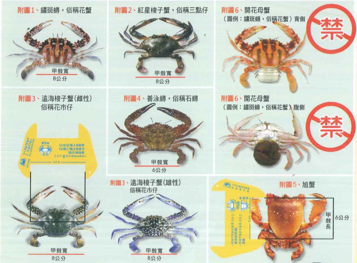 海螃蟹品种图解图片