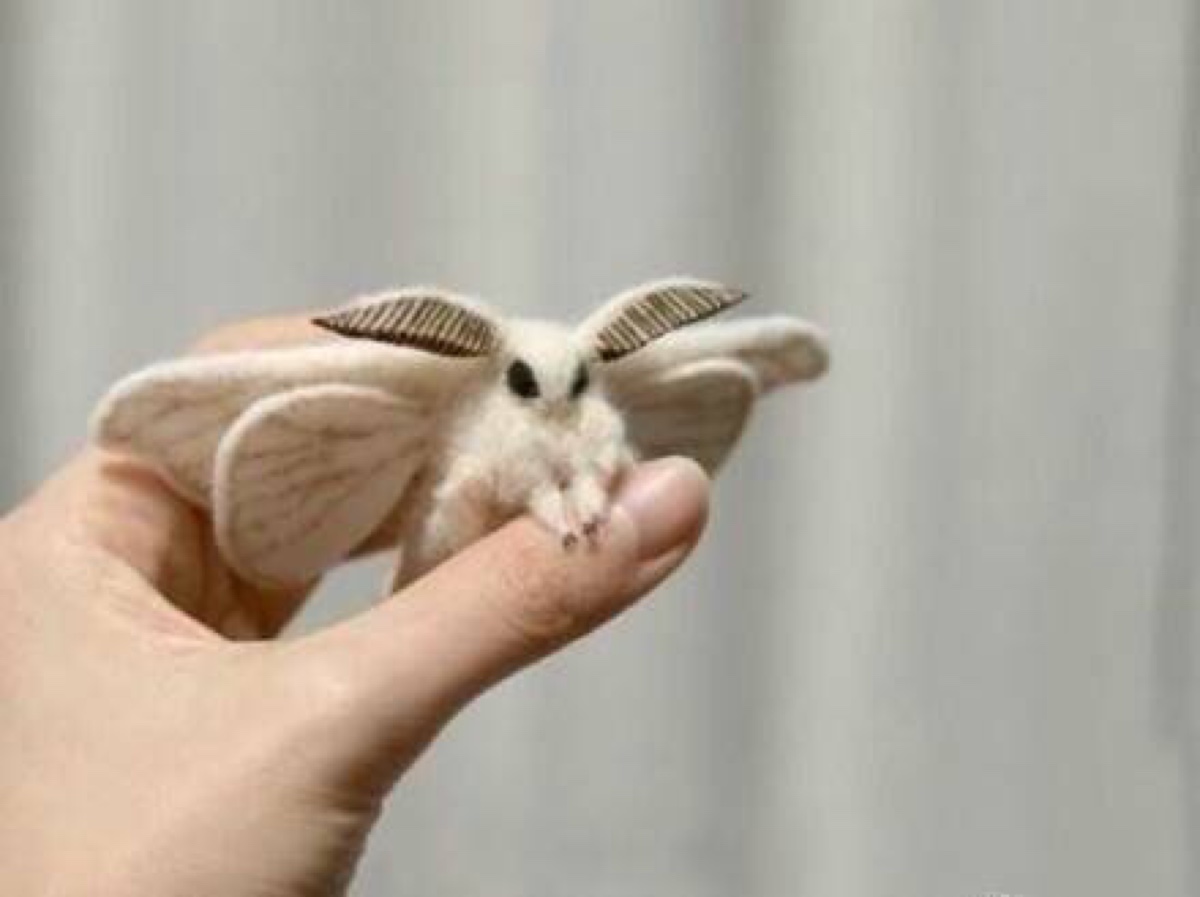 法国贵妇犬蛾(poodle moth)
