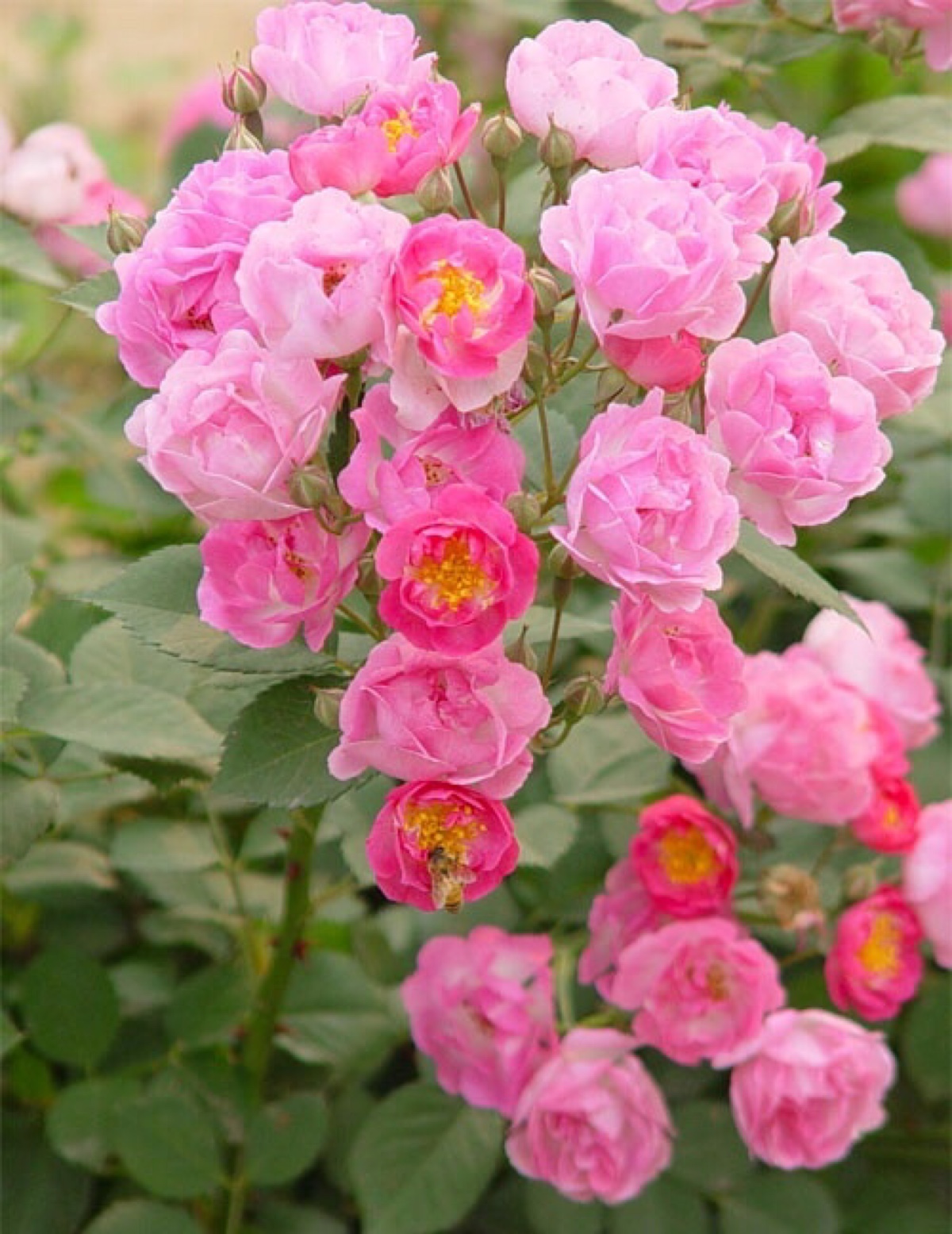 我在陌上花开的季节.满目皆是星辰摇落.梦想.只是听起来不切实际而已.