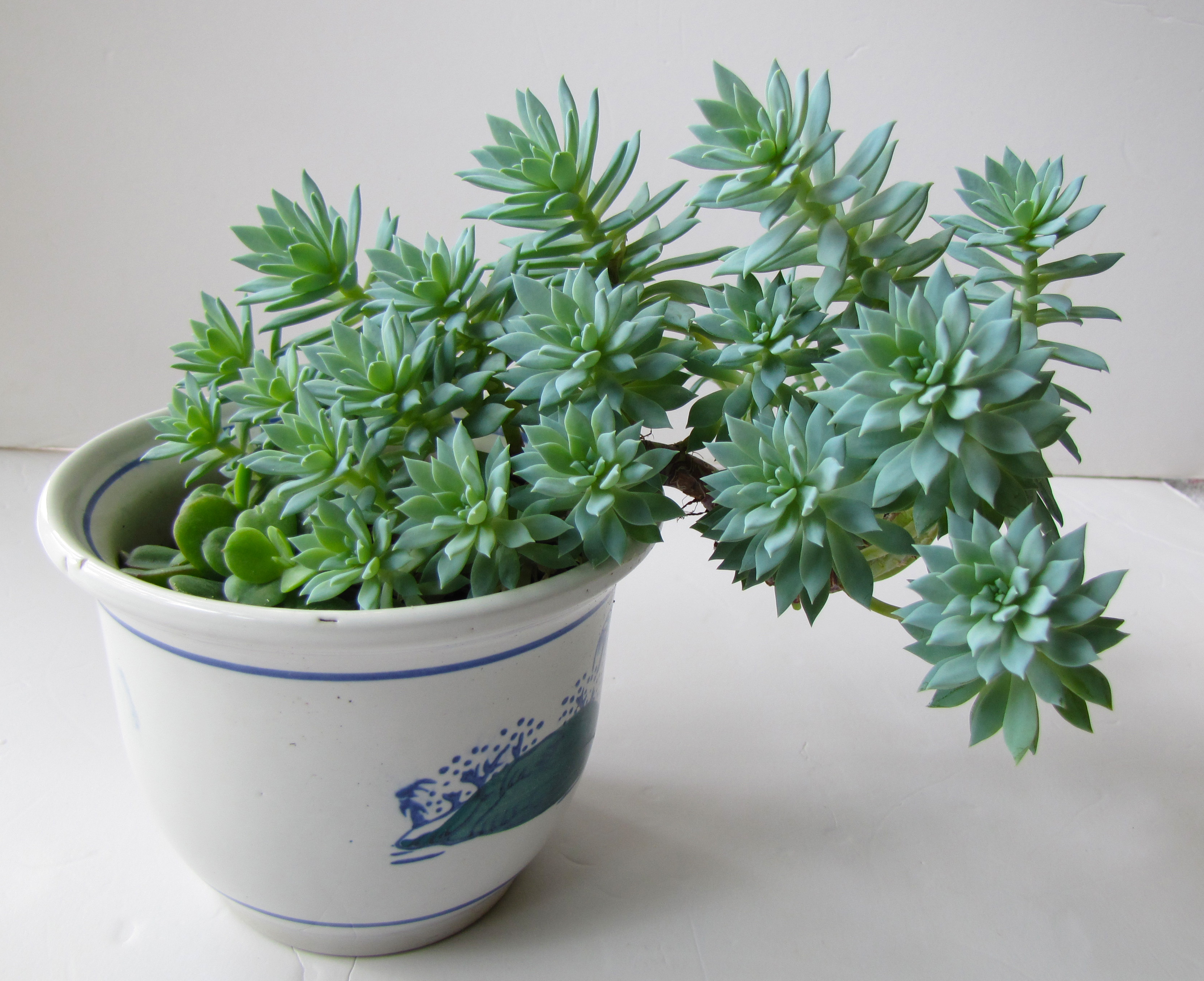 《紫罗兰女王》盆栽 规格:长度:27cm 宽度:20cm 高度:20cm 延吉市内