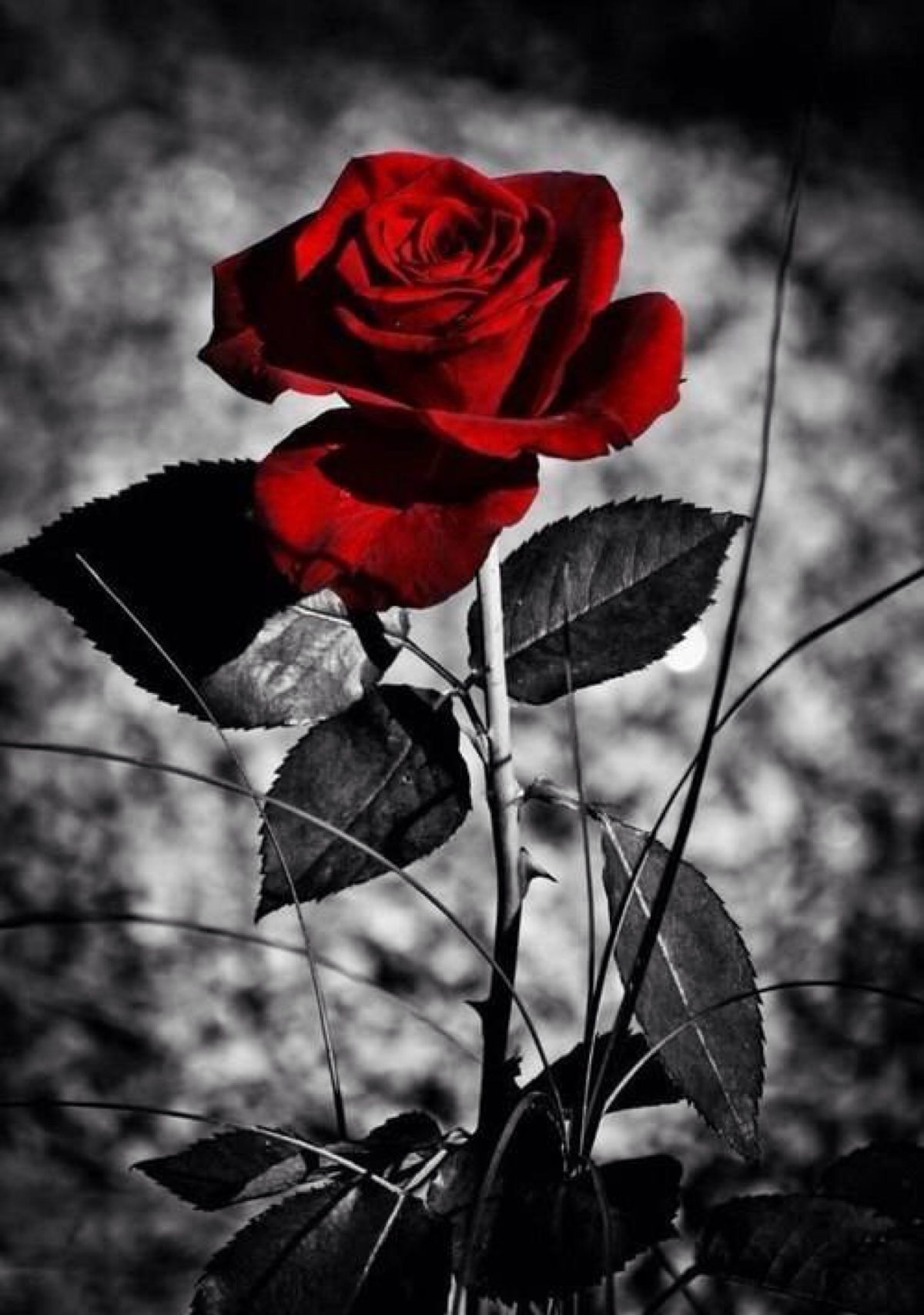 玫瑰唯美伤感图片
