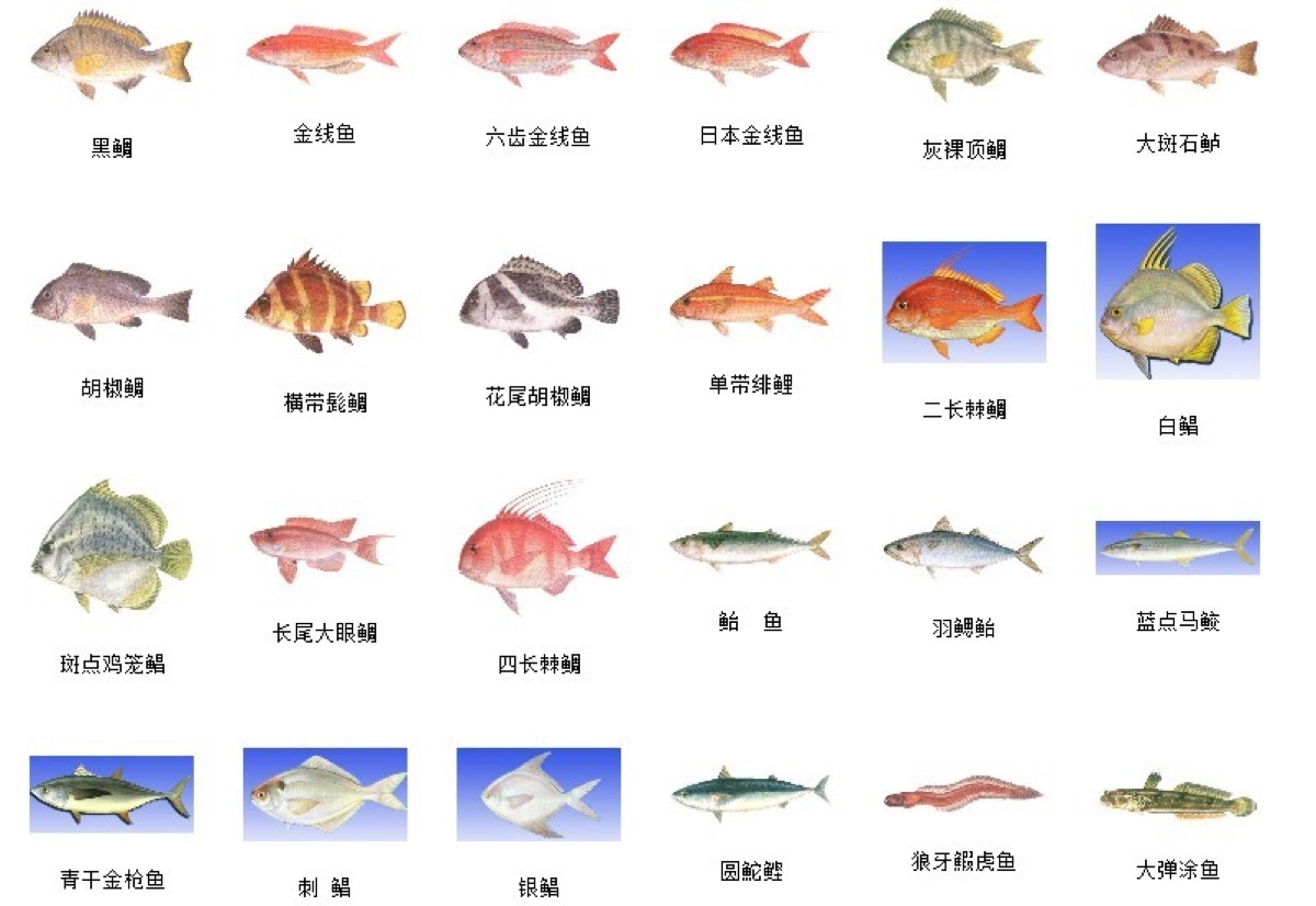 海鱼鱼类素材EPS文件下载