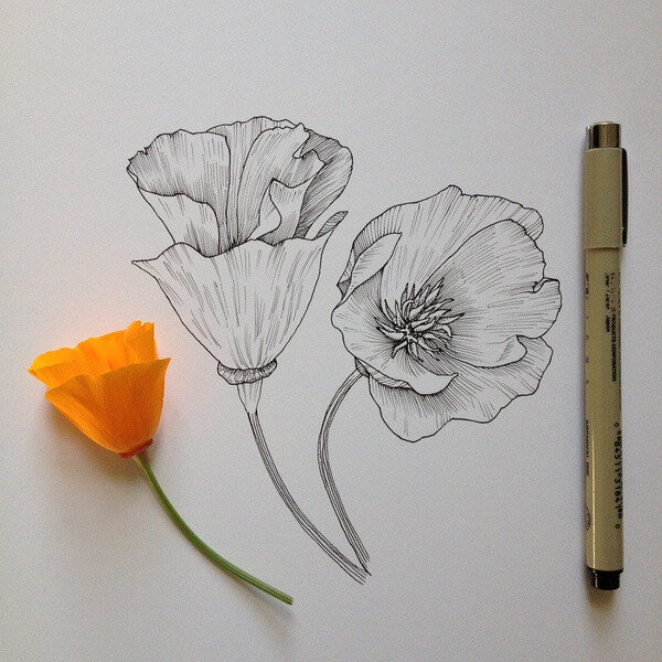 pugh在tumblr上的素描作品,包括了不同类型的花的描绘,逼真,细致