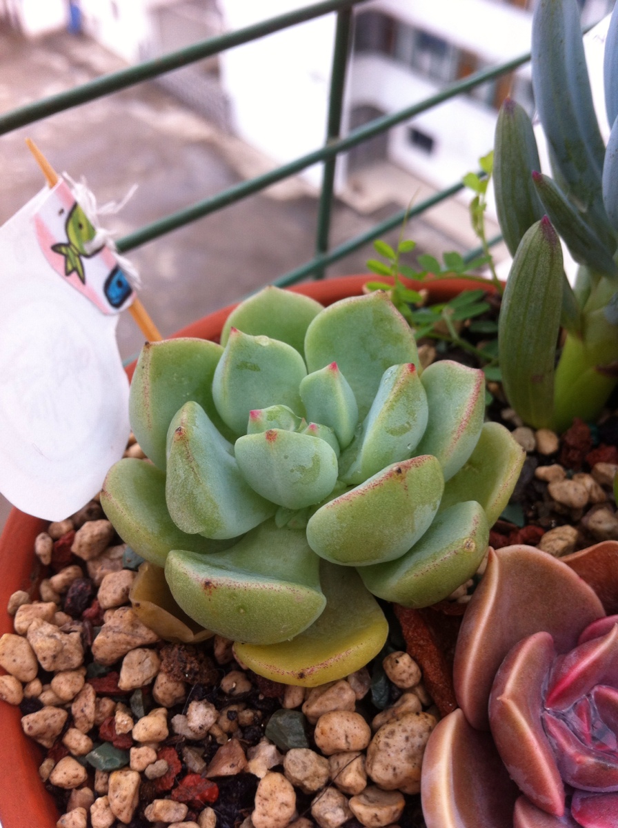 多肉植物.15.2.15 阿兰塔刚服盆就侧芽爆出来了,好样的