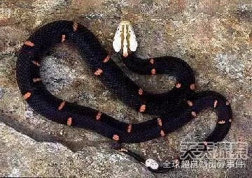 蝰蛇