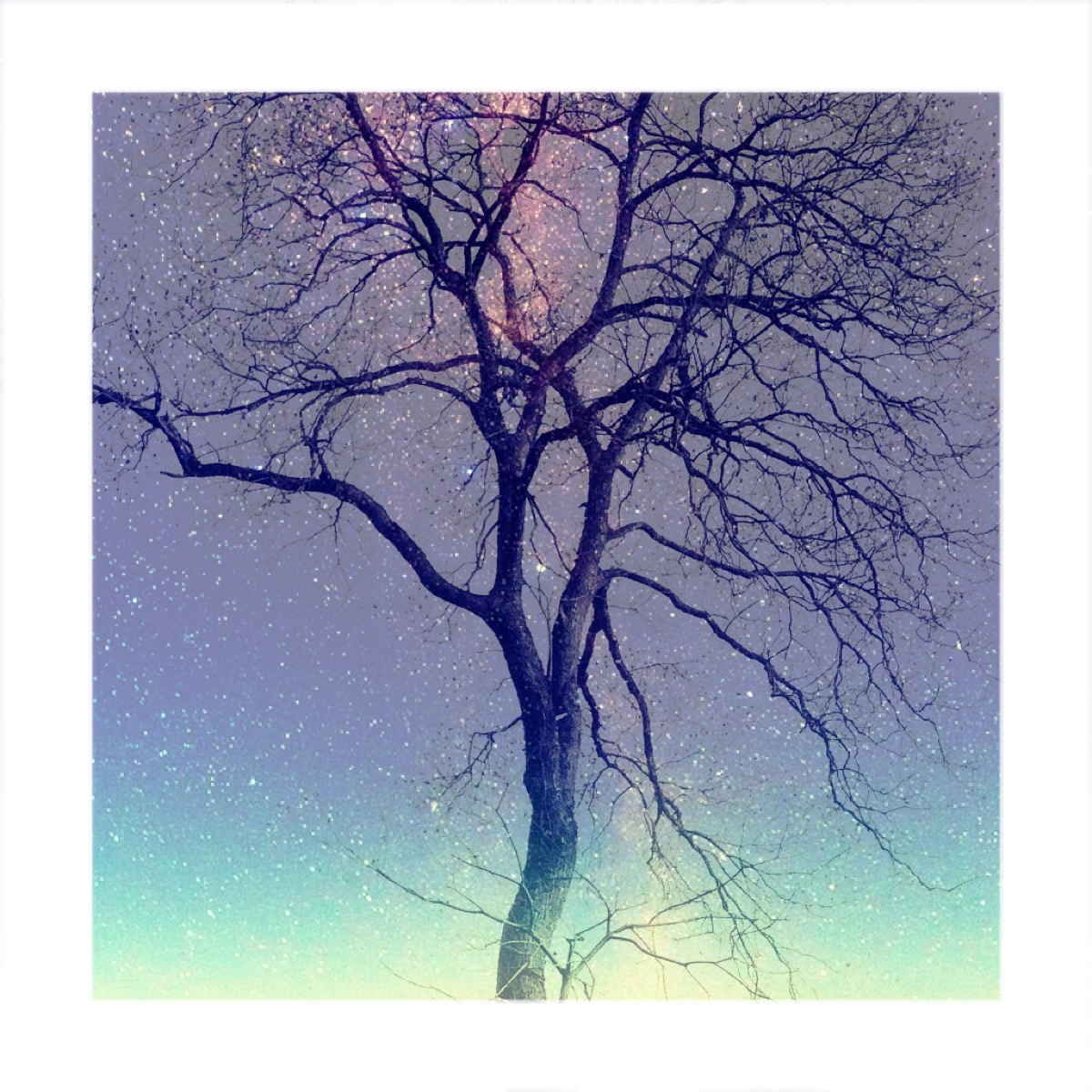 星空里的树