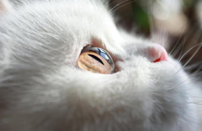 【大菇凉】【此起在盛夏之内 彼伏于光年之外】