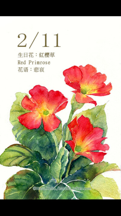 水彩 生日花