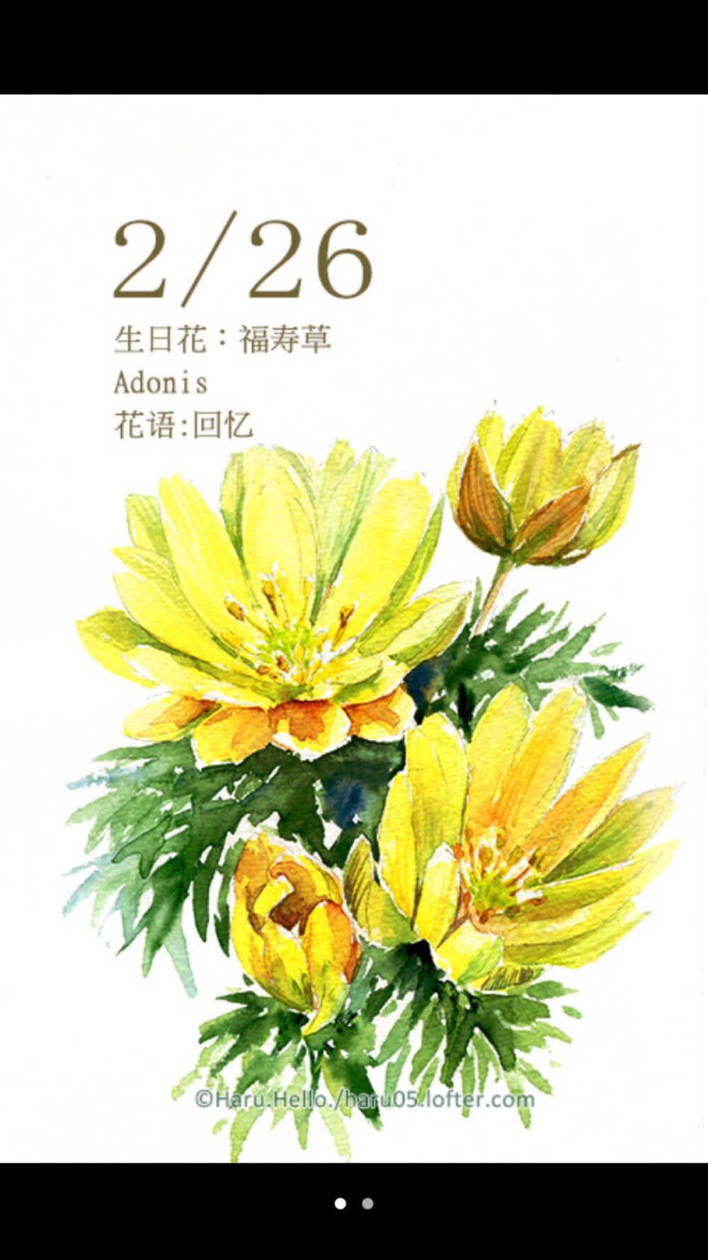 水彩 生日花