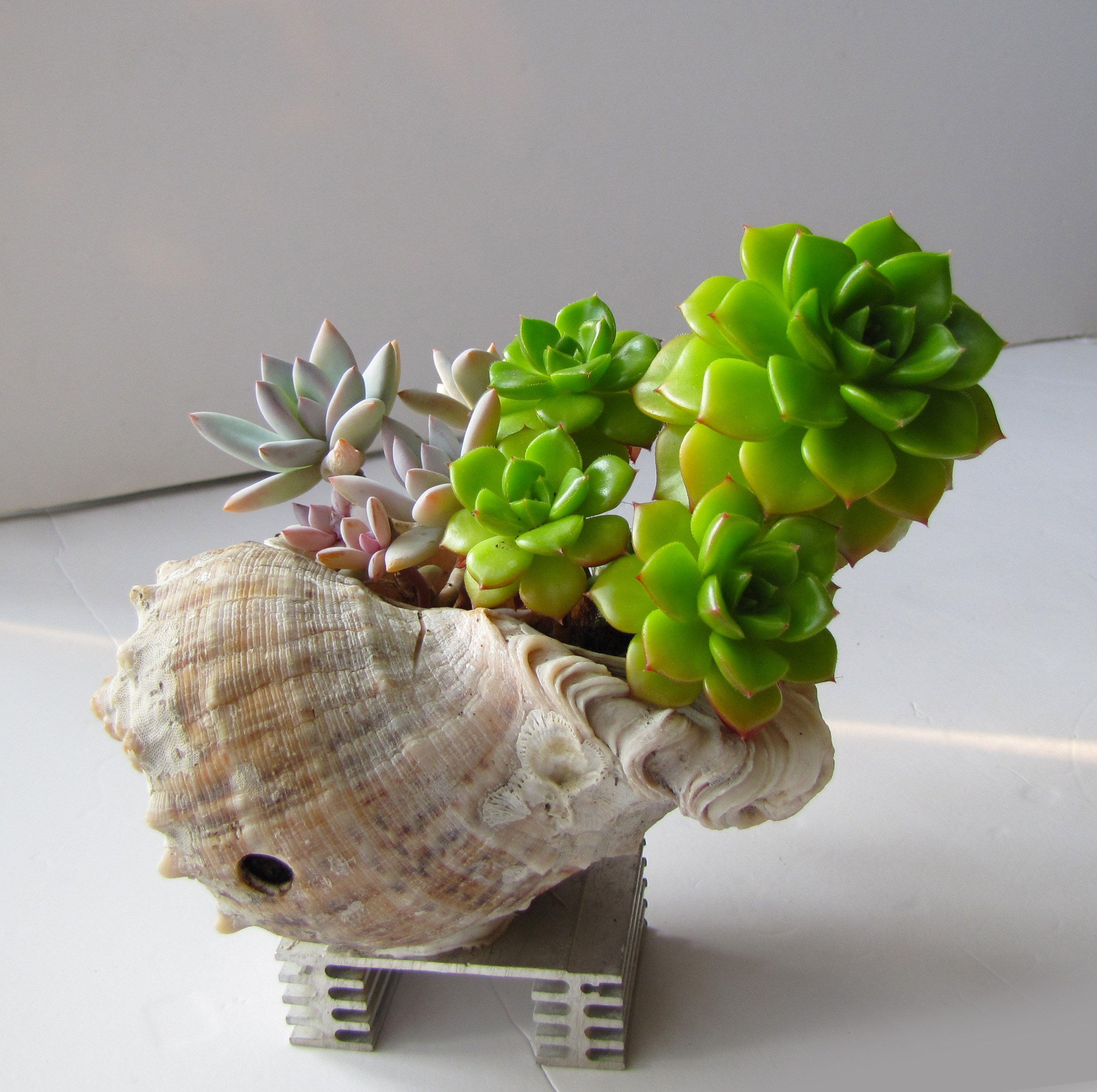 《海螺里的多肉植物》盆栽 规格:长度:15cm 宽度:12cm 高度:15cm 延吉