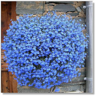 蓝花亚麻 多年生草本常做一年生植物栽培