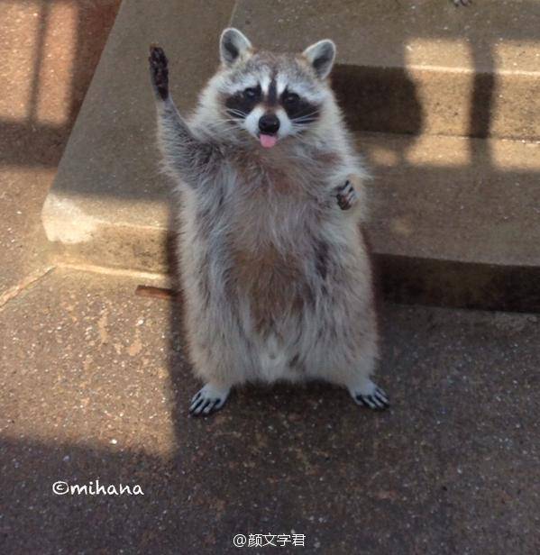 浣熊君 