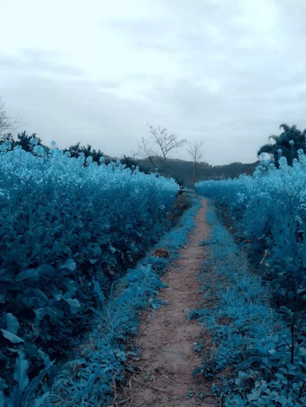 你站在桥上看风景,看风景的人在看你.