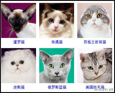猫的品种及照片 可爱图片