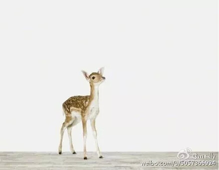 一只鹿 