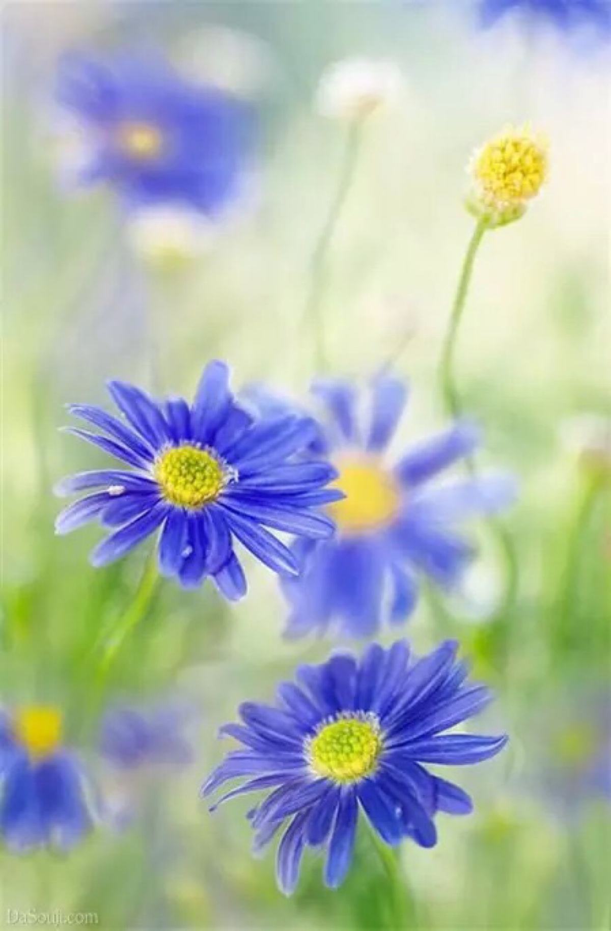 蓝色雏菊