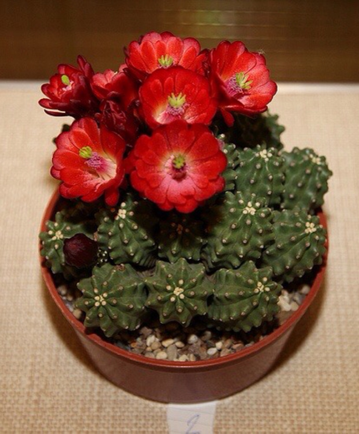 仙人掌开花 美到惊艳!(9)