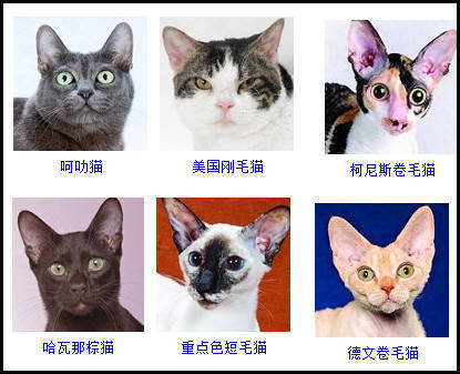 猫的品种排名图鉴图片