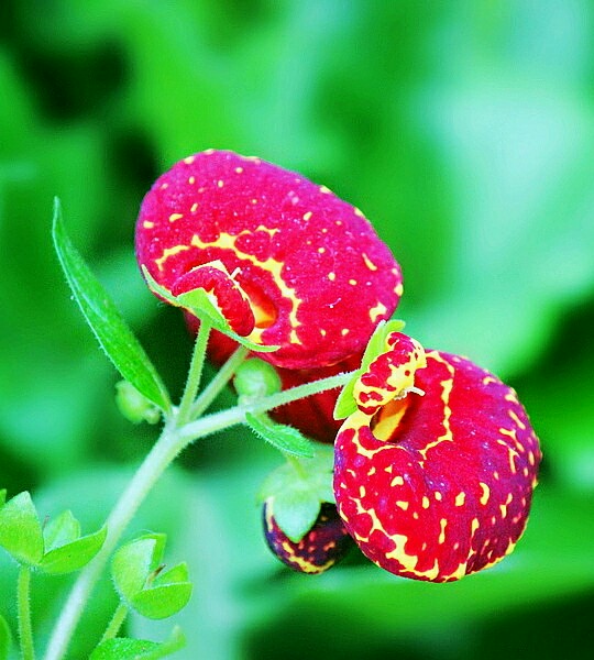 【叁月花开】荷包花(蒲包花)——花语:援助/富有/富贵.