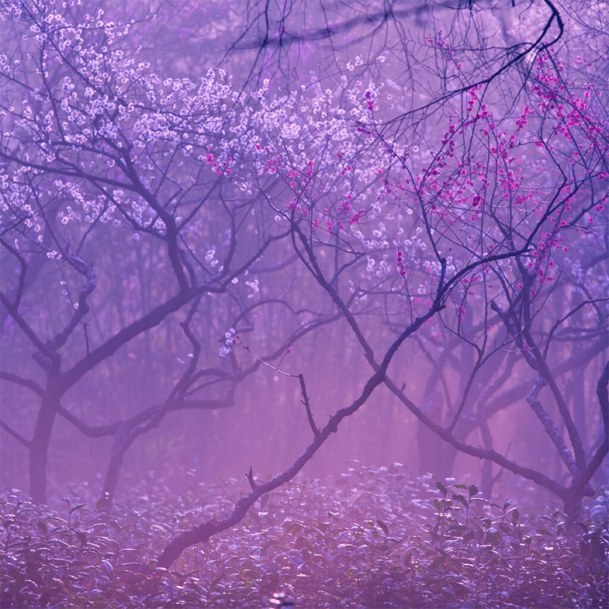 梅花山探梅 by 随风的水瓶座
