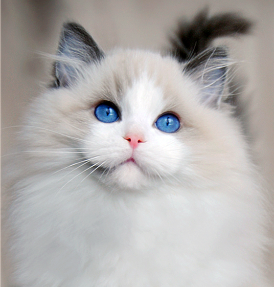 布偶猫 