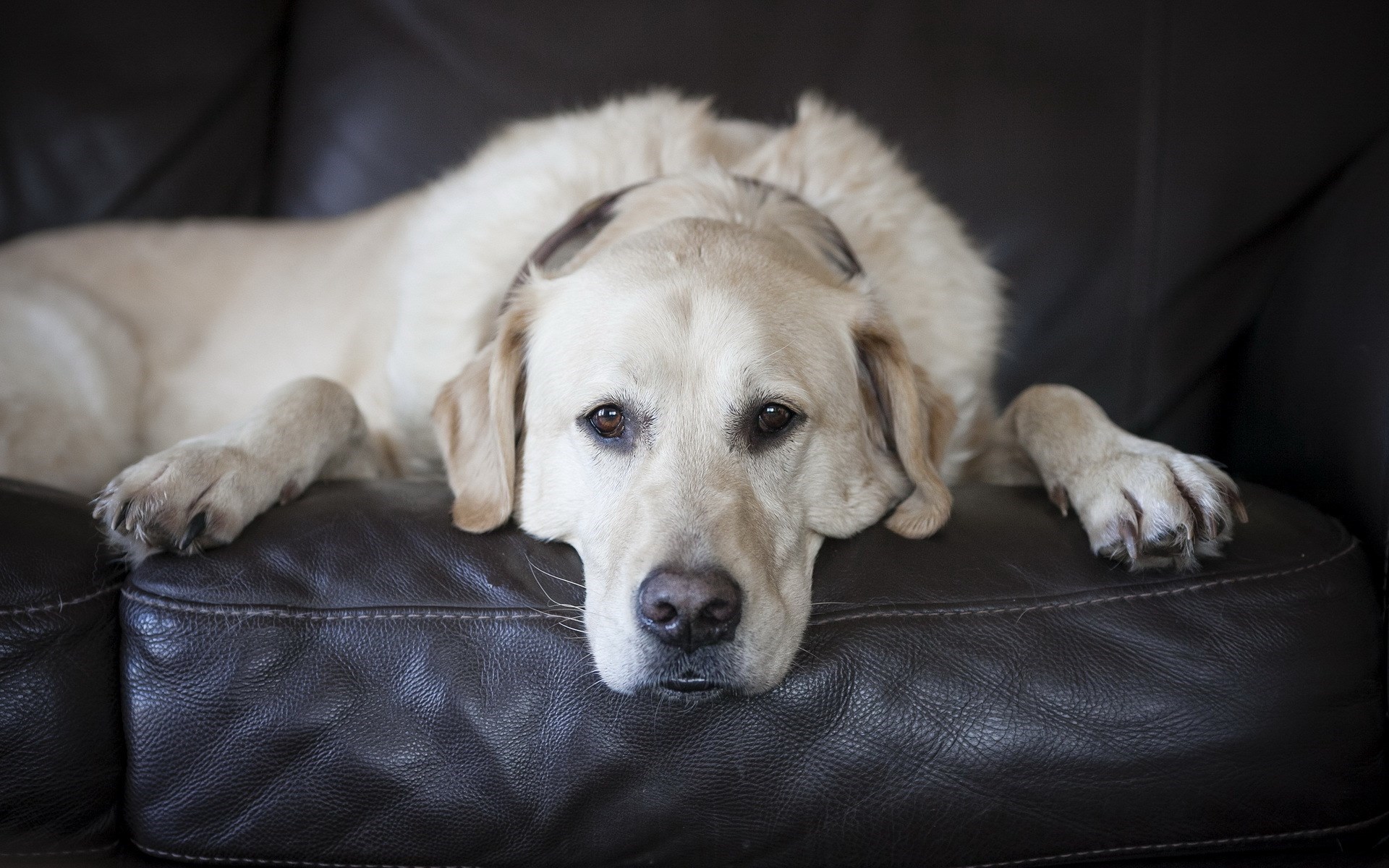 还是那句话,无辜的小眼神