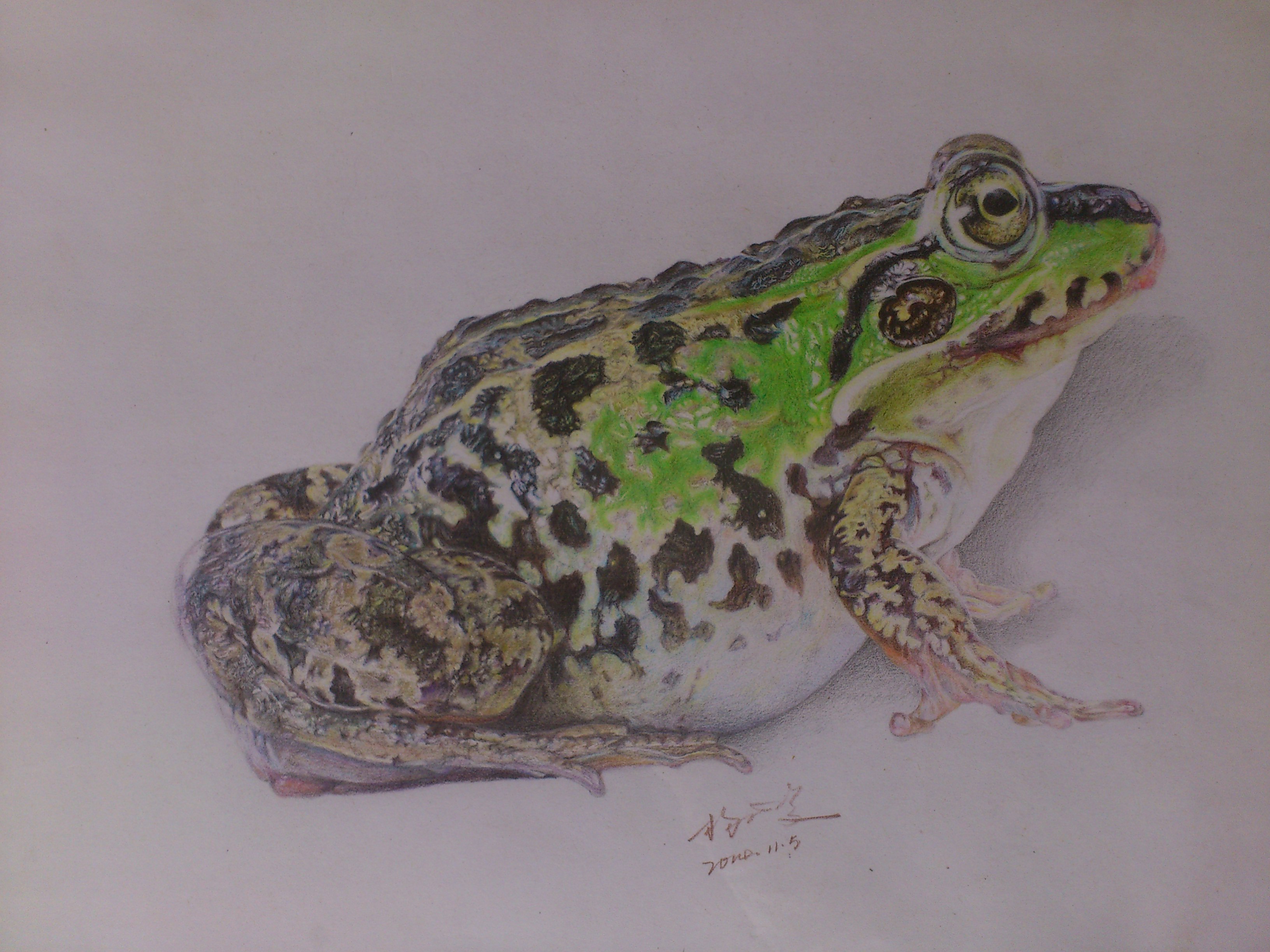 第2张彩色铅笔画青蛙,已售出,我的新浪微博:大理沙溪的莲生