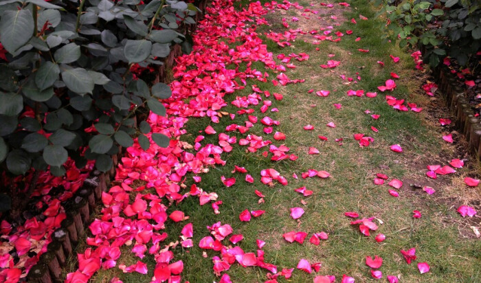 满地落花看似无情却有情