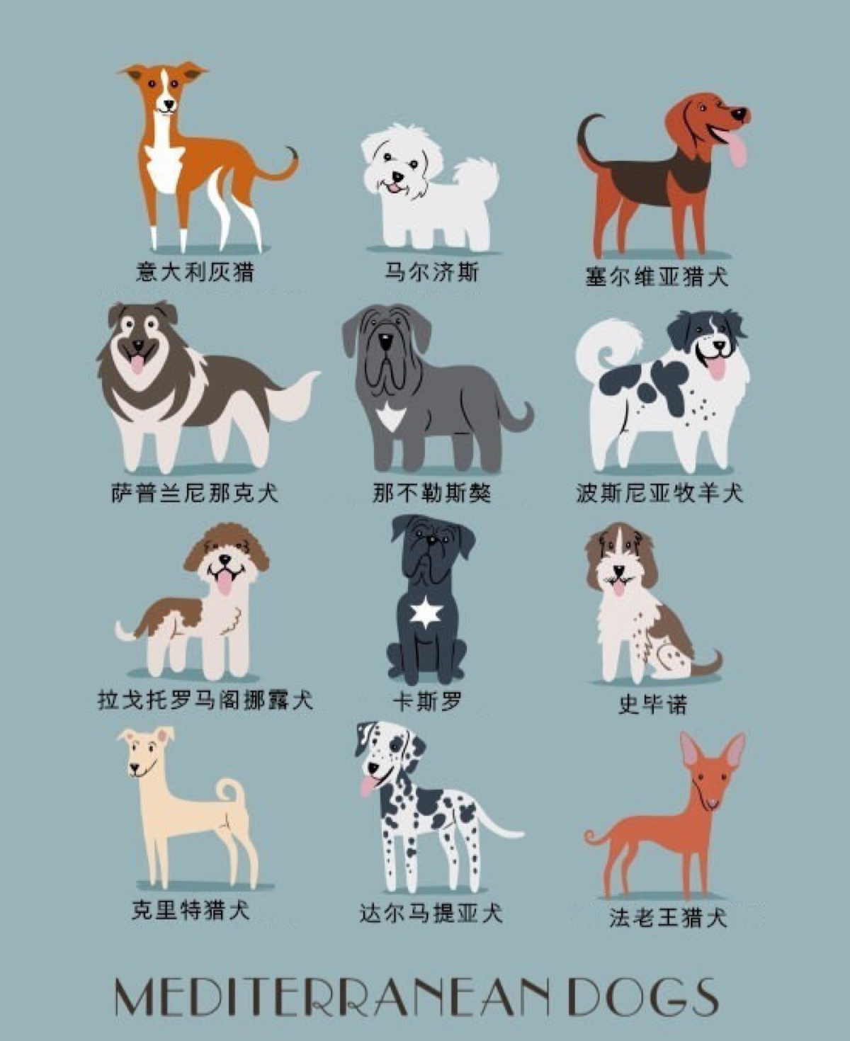4 世界名犬图鉴