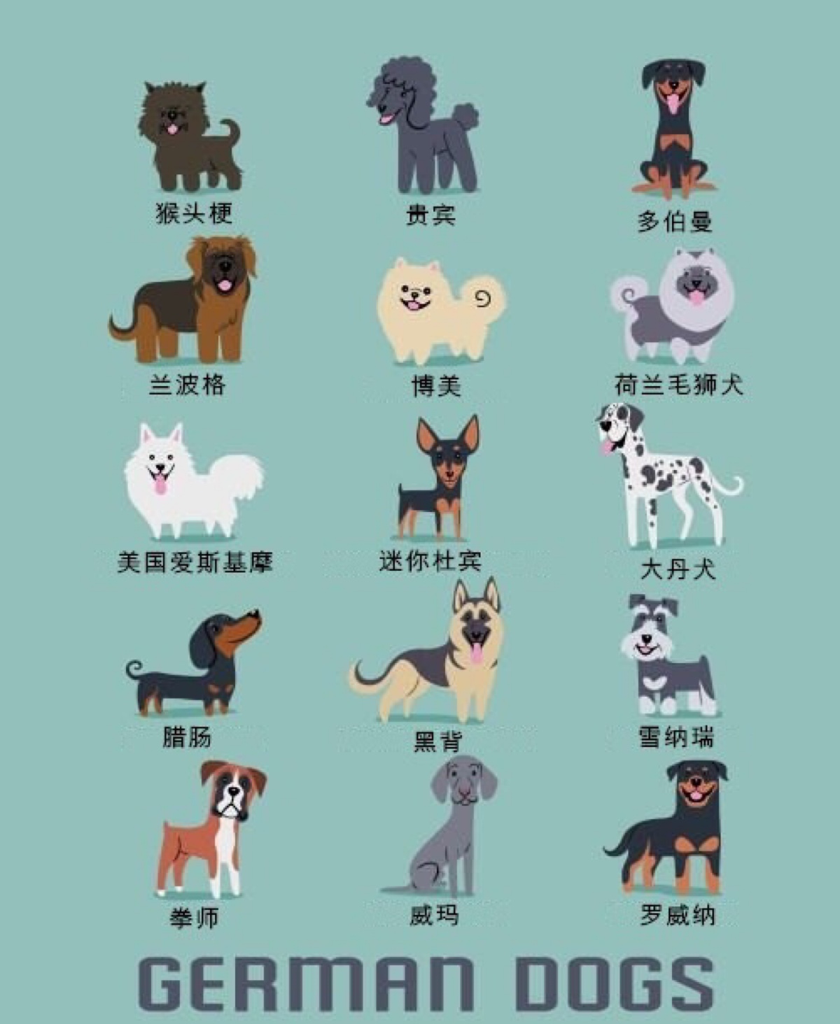 卡通风格突出6个o画小狗42种名犬品种狗图鉴犬类图鉴狗 图鉴狗狗品种