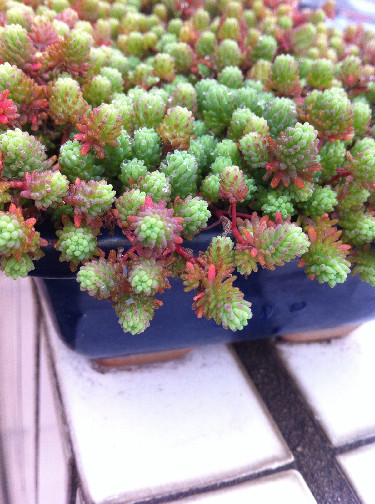 3月21日.多肉植物. 薄雪万年草