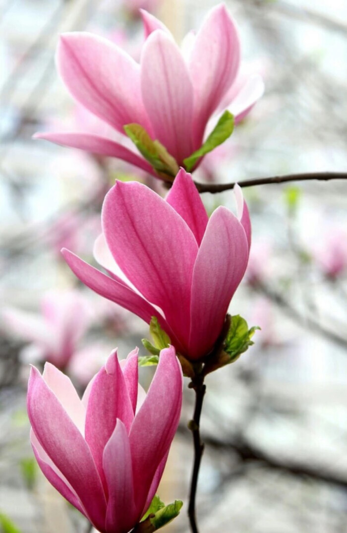 玉兰花 