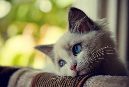 我家的kittin还在为我刚刚没给它吃蓝莓蛋糕发愁呢
