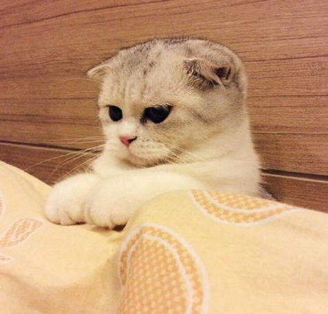 折耳猫 