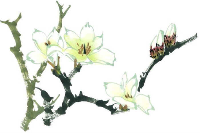 水墨画—树枝上的白色玉兰花