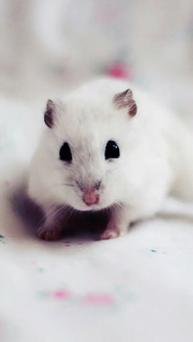 仓鼠球 仓鼠君 萌宠 动物