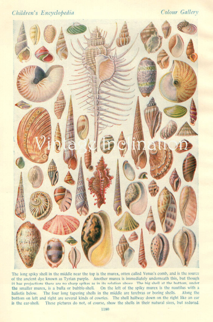 海螺内部剖面图图片