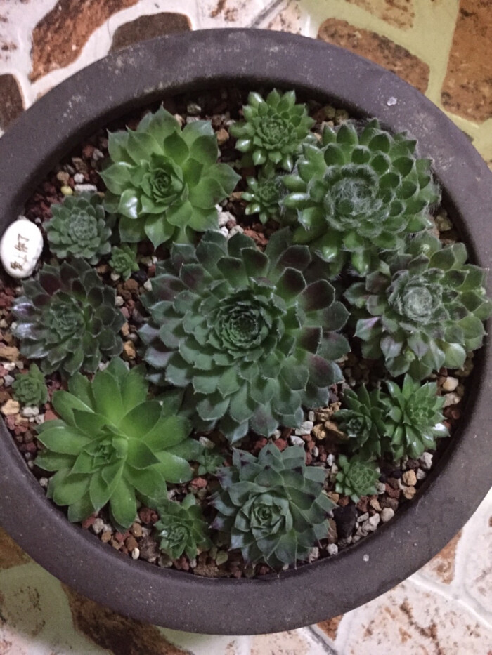 我的一盆长生草