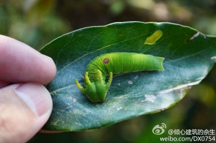 以樟树叶为食 我头上有犄角,我身后没尾巴图片