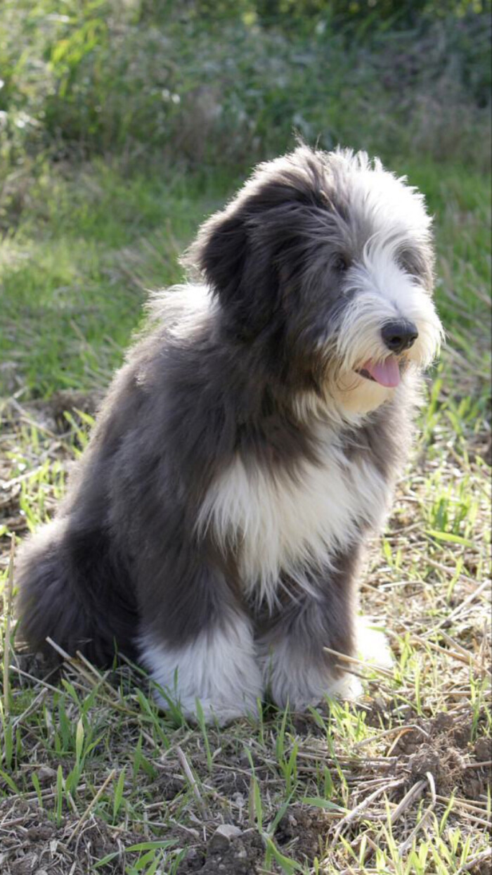 英国古代牧羊犬小时候图片