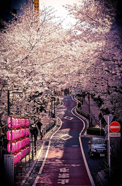 樱花 #日本街道 #壁纸