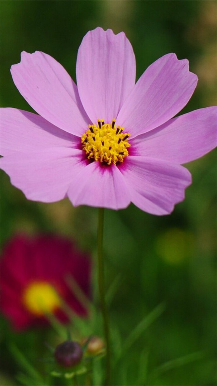 神圣美丽的格桑花