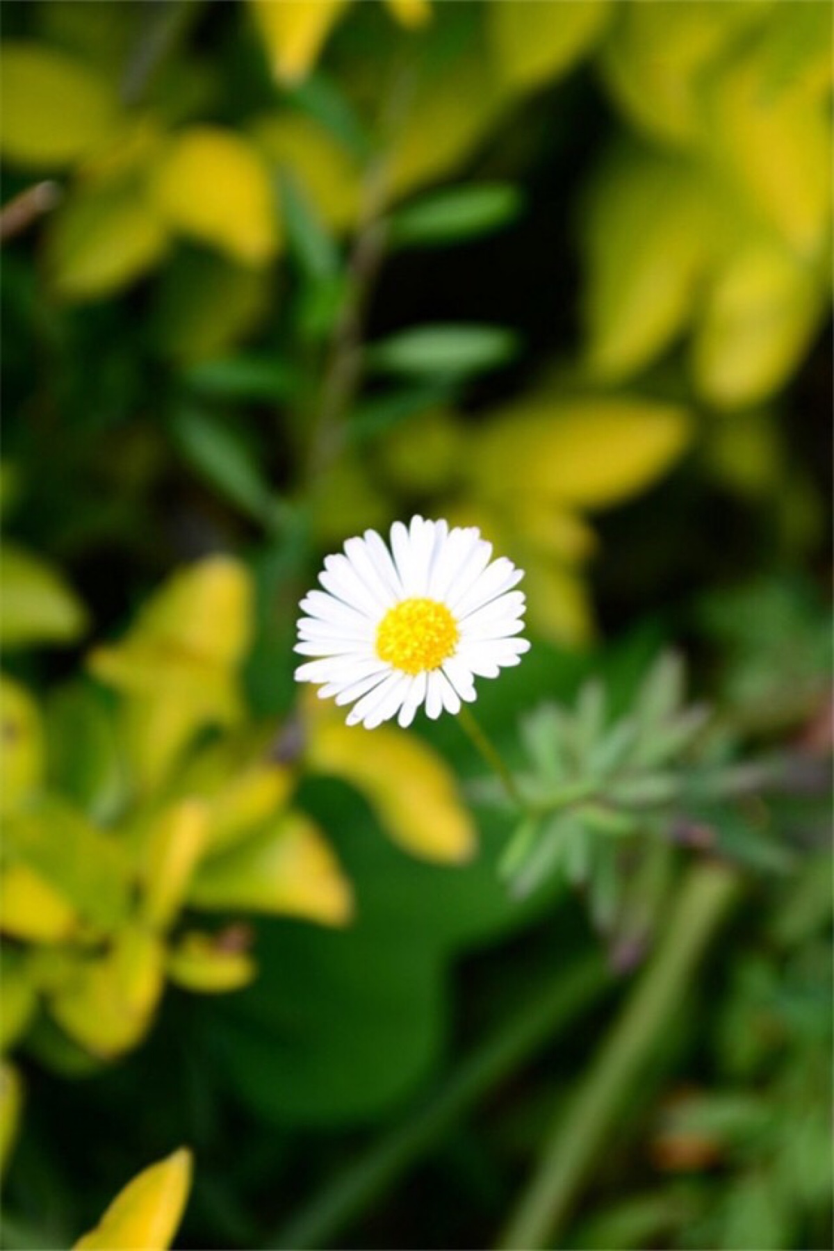 1200_1800竖版 竖屏