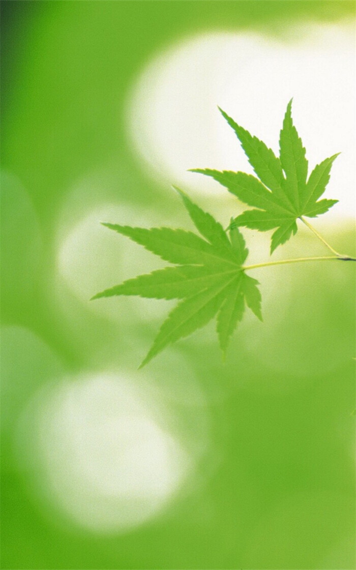 绿叶 嫩芽 嫩叶 树叶 新芽 植物 桌面 700_1121 竖版 竖屏 手机图片