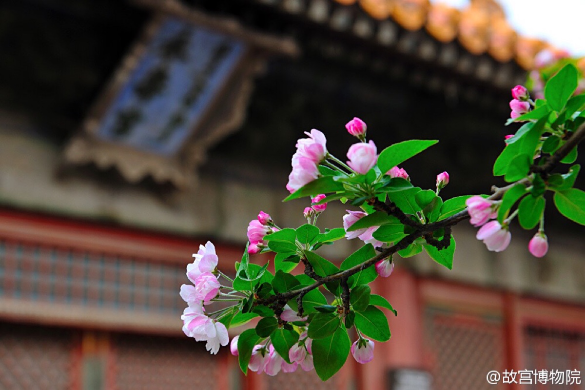 永寿宫的西府海棠,虽只有两株,却繁茂壮观,香气宜人