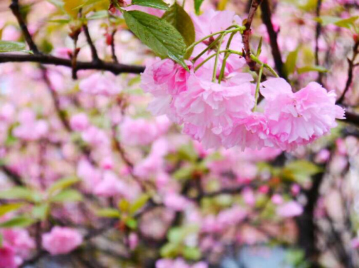 清明赏花